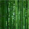 Bamboo Packaging