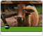 Video: Heifer Project International: Customer Testimonial  