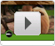 Video: Heifer Project International: Customer Testimonial  