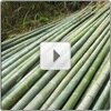 Story of Bamboo Packaging