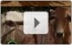 heifer-project.jpg