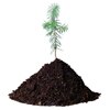 Plant a tree