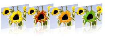 Flower Screenfills