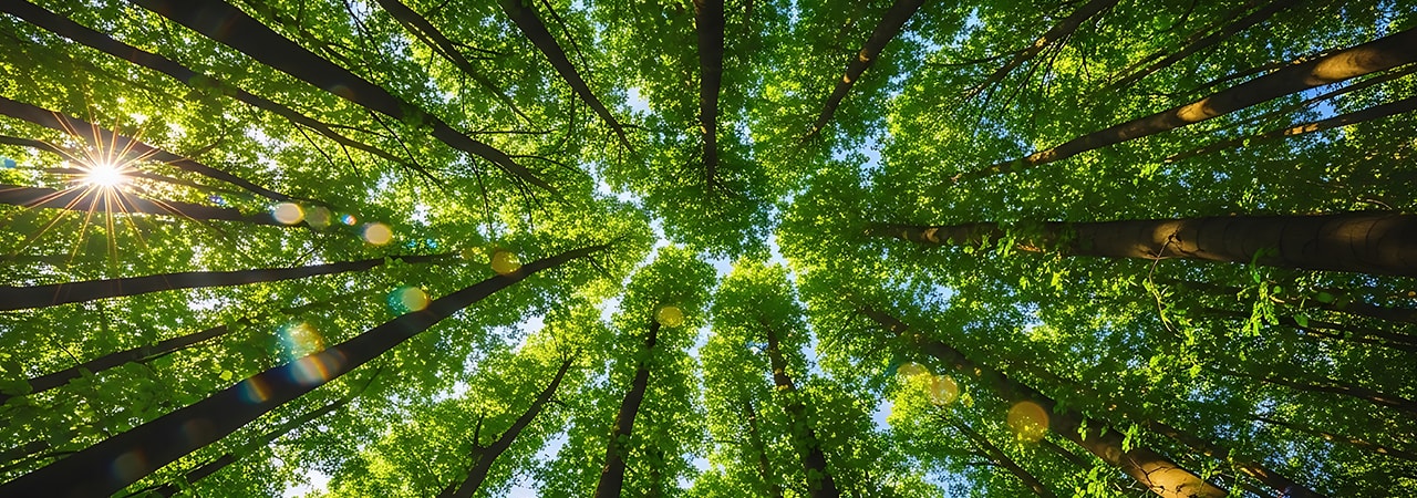 Green tree canopy with sunlight streaming, upward view in a forest.