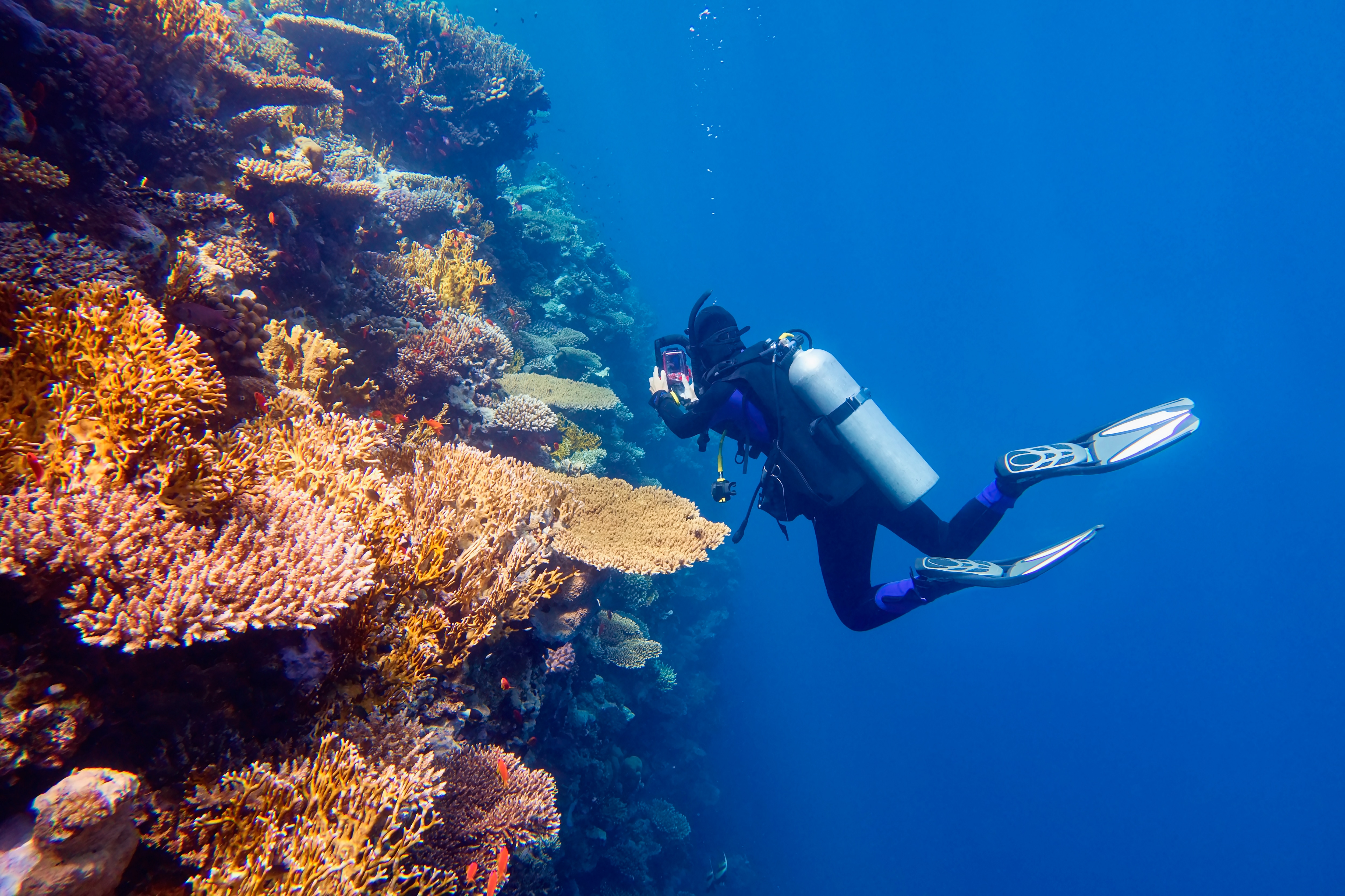 Scuba Diver Photographing Colorful Coral Reef