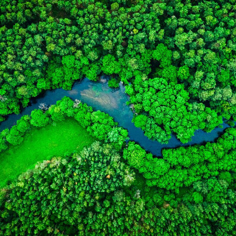 Vista aerea di foresta