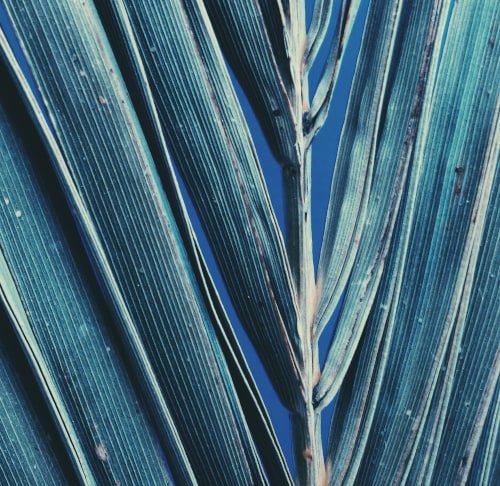 Macro van palmblad