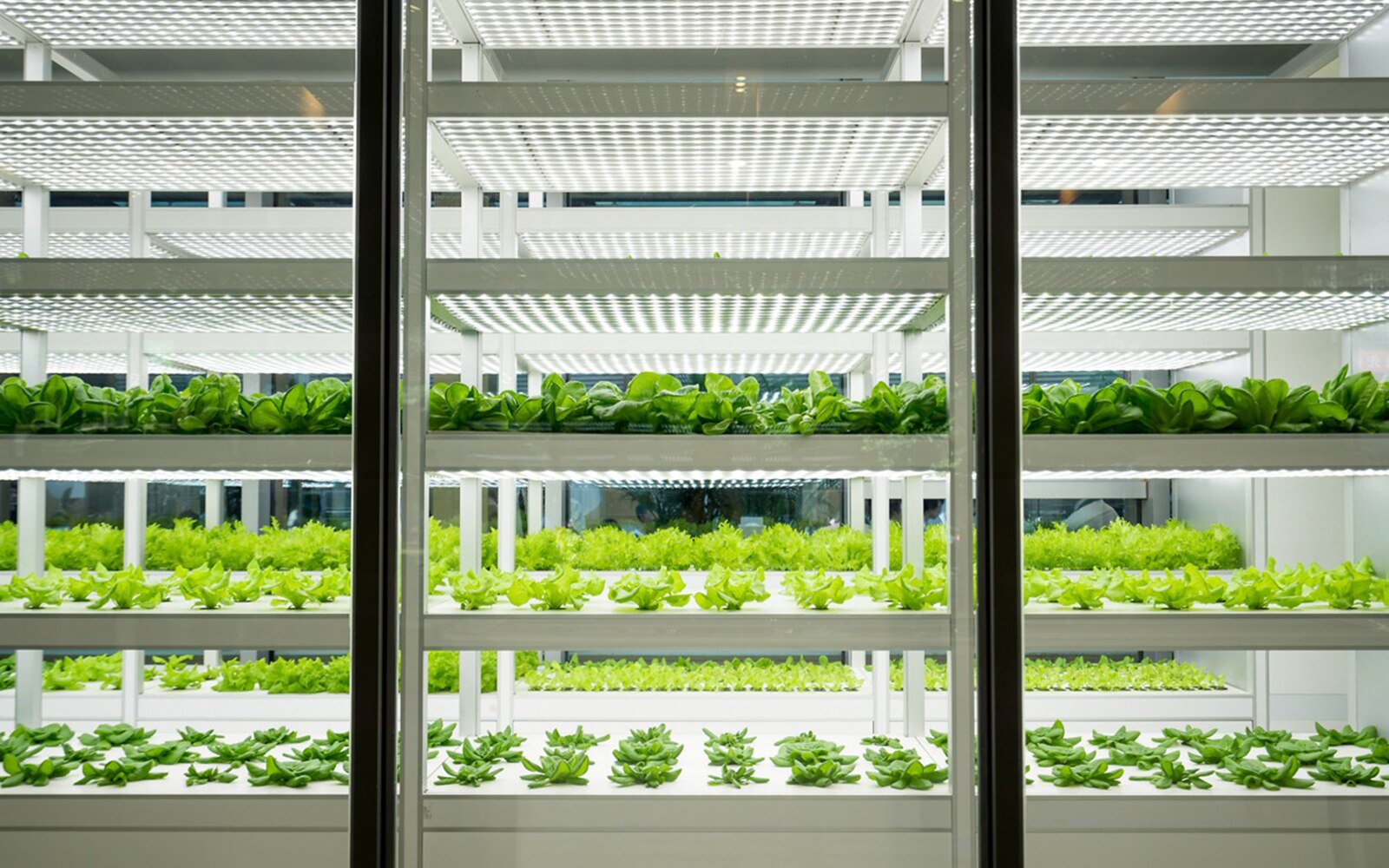 Vegetable farm