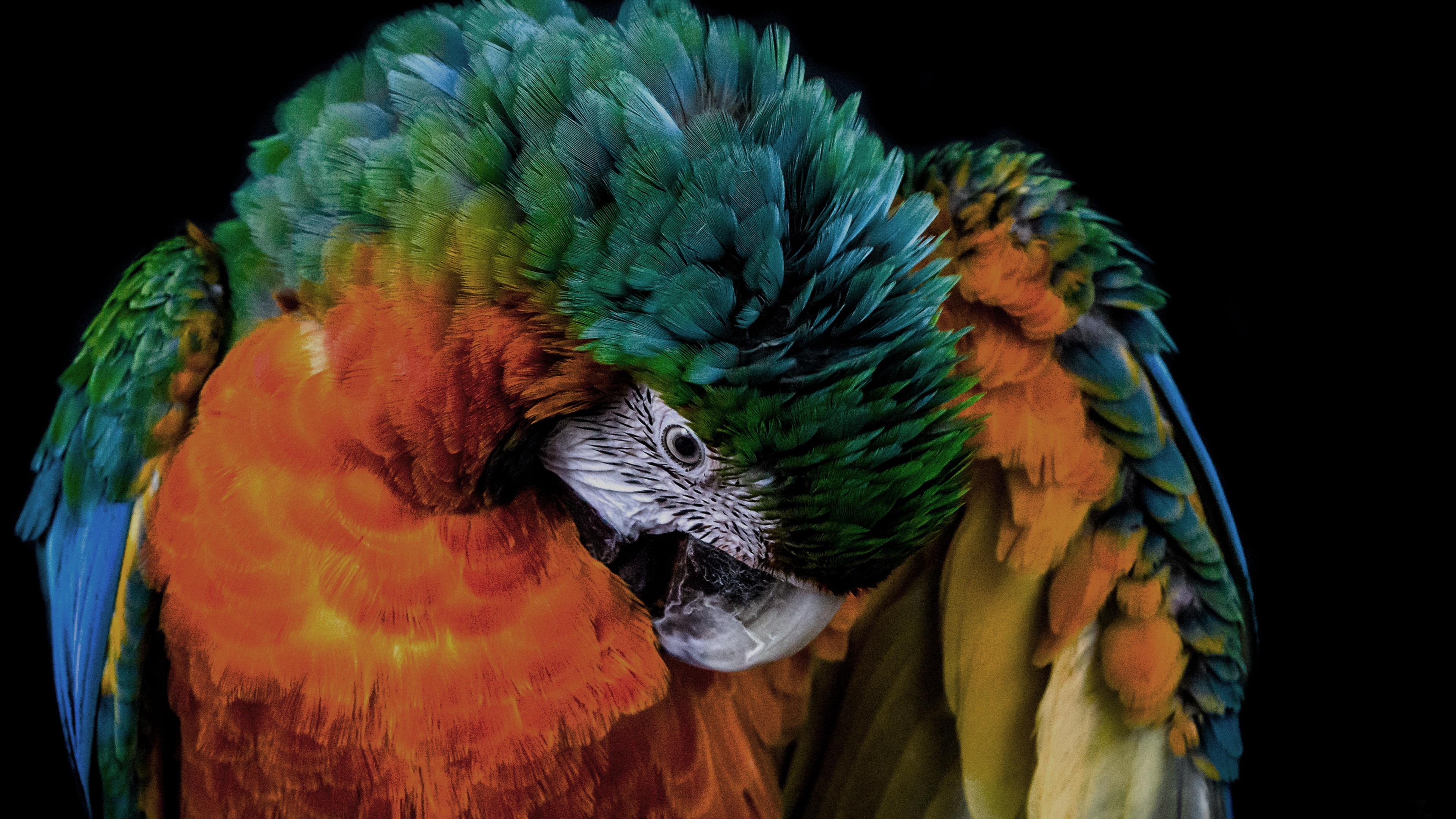 Tropical parrot in dull colors and black background