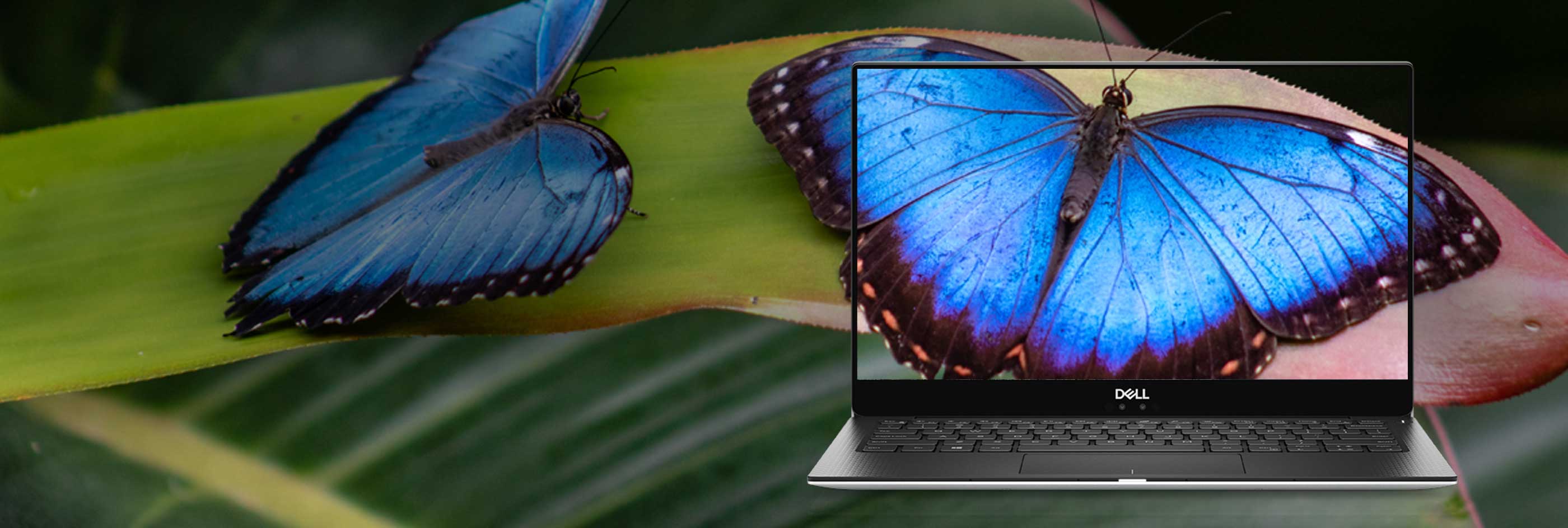 Oferta semianual de Dell